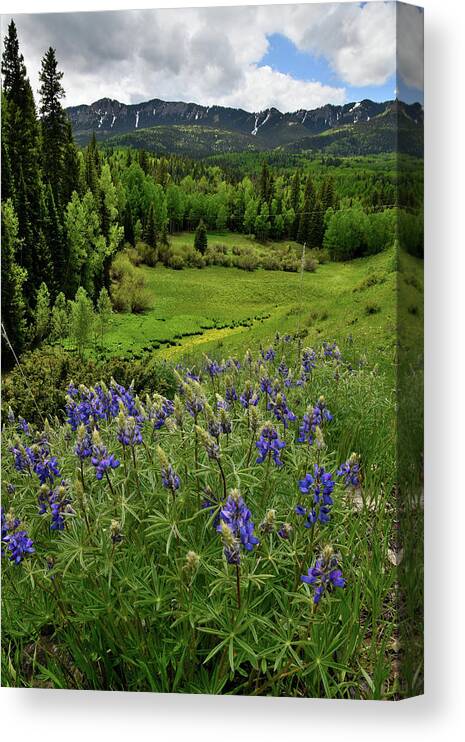 Highway 50 Canvas Print featuring the photograph Big Cimarron Lupine by Ray Mathis