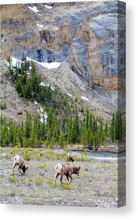 Animal Themes Canvas Print featuring the photograph Bighorn Sheep In Banff National Park by Danevansphotography