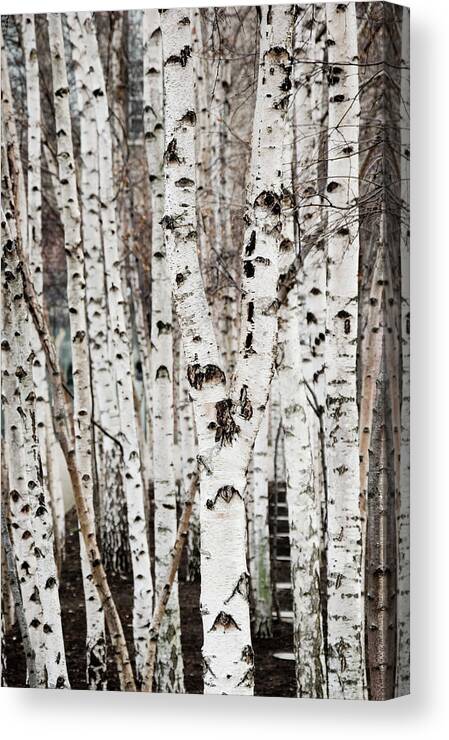 Outdoors Canvas Print featuring the photograph Birch Tree Grove Texture by Guillermo Murcia