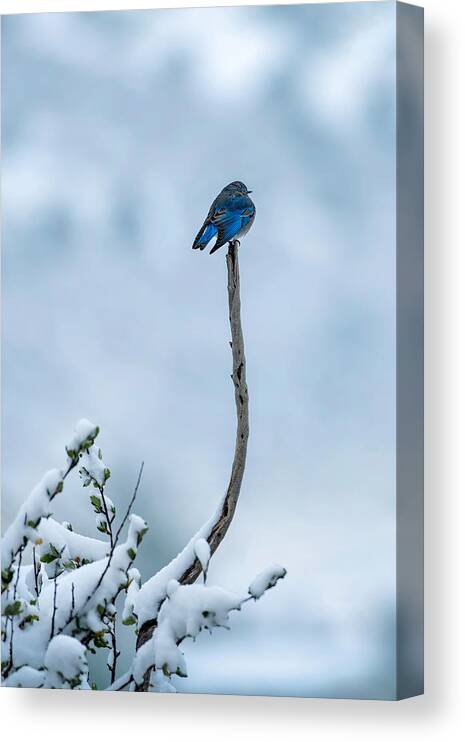 Bird Canvas Print featuring the photograph Bird In Snow Day by Mei Xu