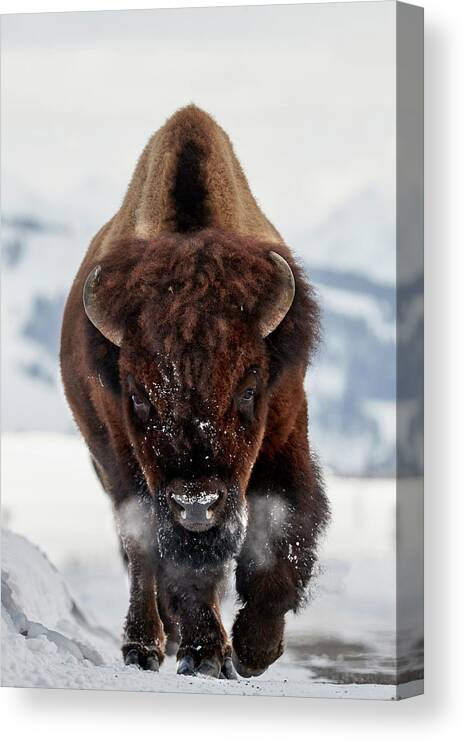 Bison Canvas Print featuring the photograph Bison Incoming by Peter Hudson