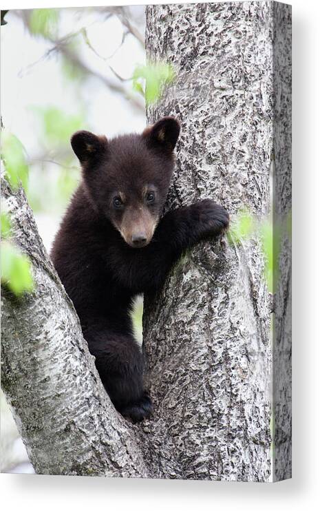 American Black Bear Canvas Print featuring the photograph Black Bear Cub In Between Two Limbs Of by Rpbirdman