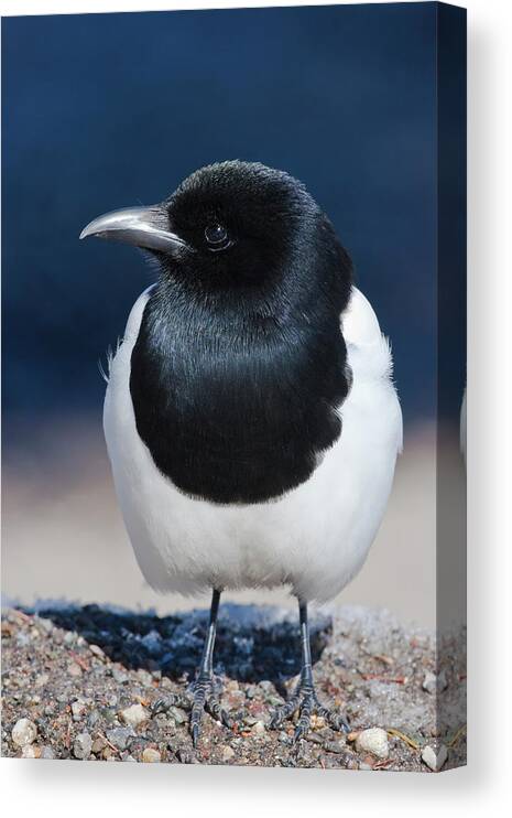 Magpie Canvas Print featuring the photograph Black-billed Magpie Pica Hudsonia by Mark Miller Photos