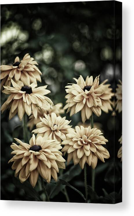 Desaturated Canvas Print featuring the photograph Black-eyed Susan Flowers In A Garden by Maria Mosolova