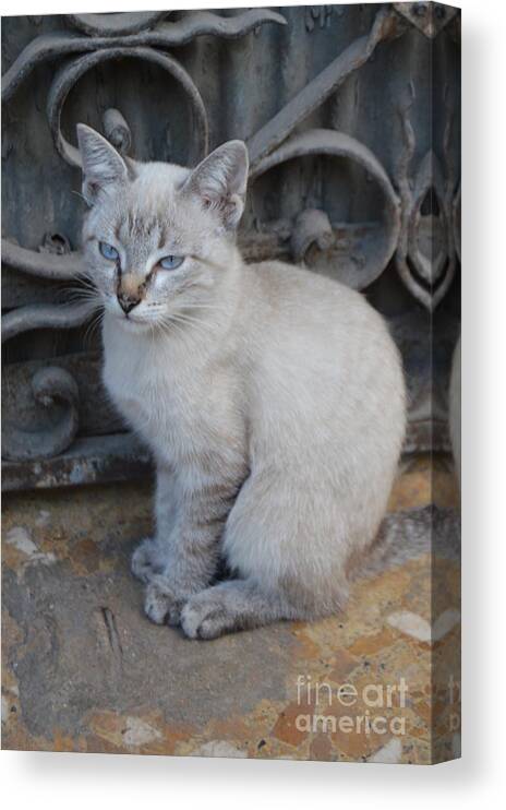 Cat Canvas Print featuring the photograph Blue Eyed by Thomas Schroeder