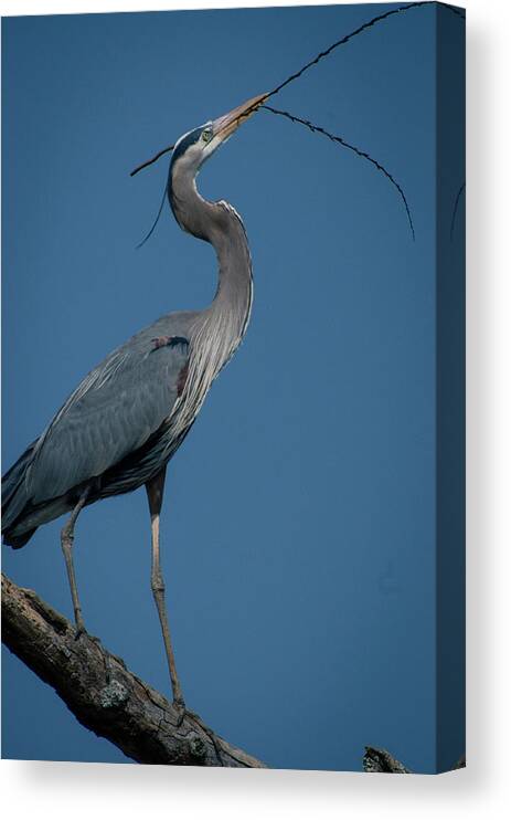Herons Canvas Print featuring the photograph Blue Heron 2011-0322 by Donald Brown