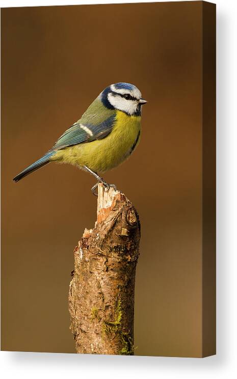Animal Themes Canvas Print featuring the photograph Blue Tit by Andrew Sproule