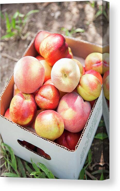 Coral Colored Canvas Print featuring the photograph Box Of Freshly Picked Peaches by Jacqueline Veissid