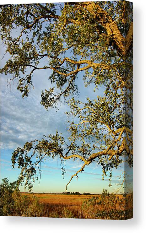Scenics Canvas Print featuring the photograph Branches Of Live Oak Tree Frame A Marsh by Joseph Shields