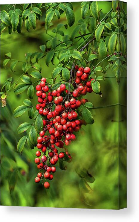 Linda Brody Canvas Print featuring the photograph Bright Red Nandina Berries on Green Leaves 1 by Linda Brody