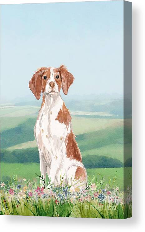 Dog Canvas Print featuring the painting Brittany Spaniel by John Edwards