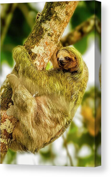 01-animal Canvas Print featuring the photograph Brown-throated Three-toed Sloth - Bradypus Variegatus by Myer Bornstein