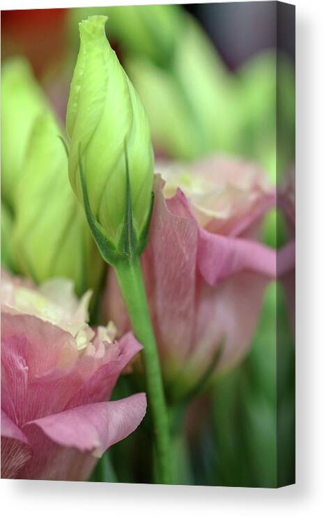 Flower Canvas Print featuring the photograph Buds and Blooms by Mary Anne Delgado