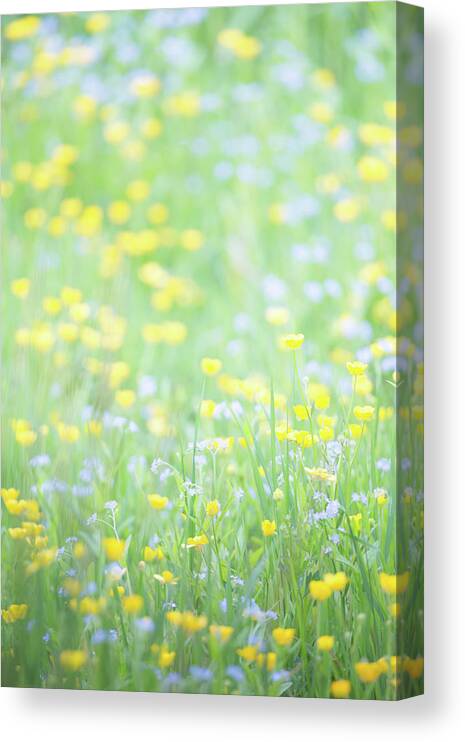  Canvas Print featuring the photograph Buttercups and Forget-me-nots by Anita Nicholson