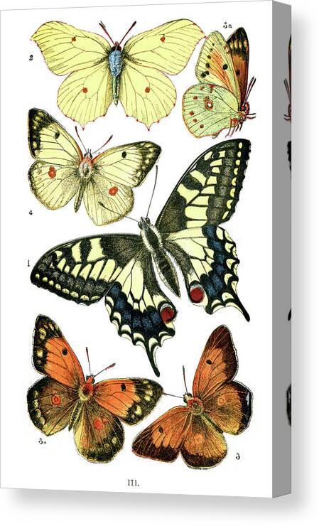 White Background Canvas Print featuring the digital art Butterflies by Duncan1890