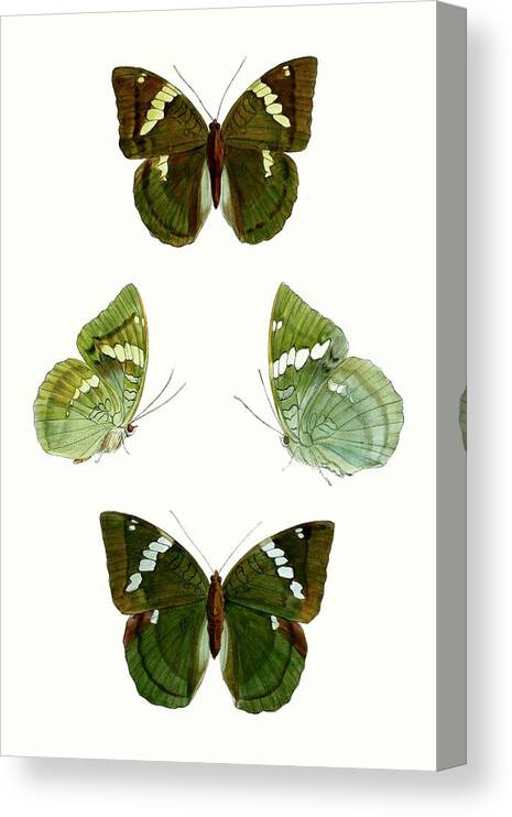 Animals & Nature+butterflies & Bees Canvas Print featuring the painting Butterfly Specimen V by Vision Studio