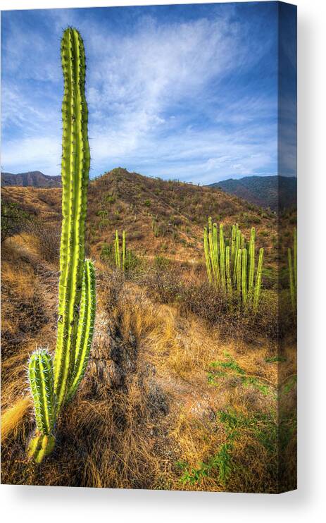Grass Canvas Print featuring the photograph Cactus Mountain by Alejandro Tejada