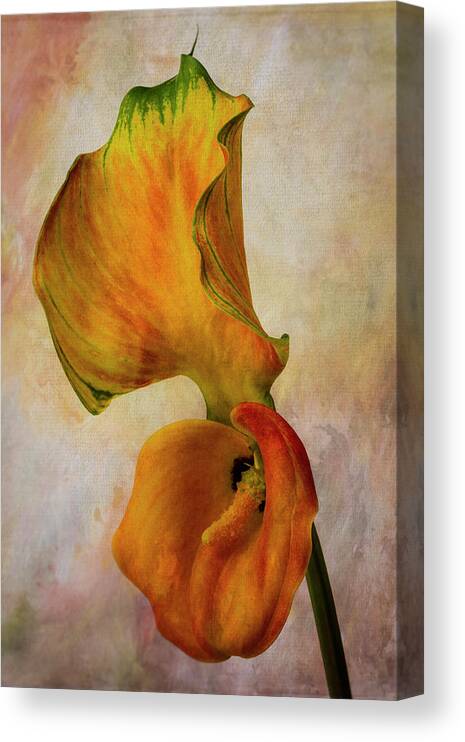 White Canvas Print featuring the photograph Calla Lily And Its Leaf by Garry Gay