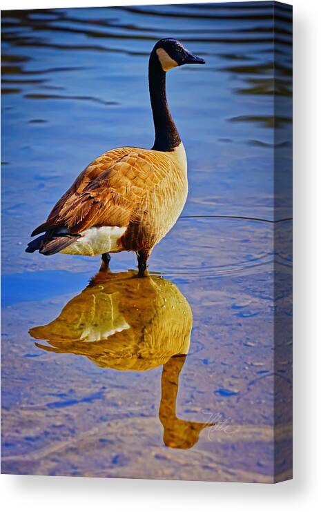Canada Goose Canvas Print featuring the photograph Canadian Goose by Meta Gatschenberger