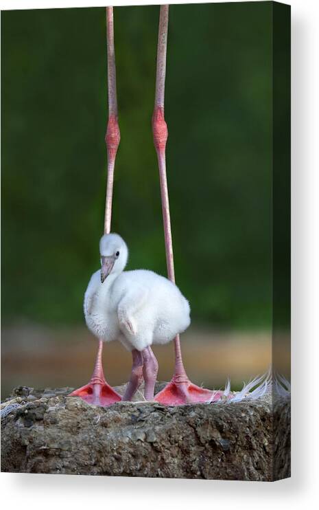 Flamingo Canvas Print featuring the photograph Caribbean Flamingo Chick by Xavier Ortega