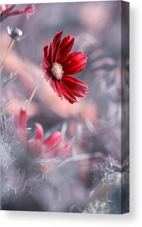 Red Canvas Print featuring the photograph Carmen II by Fabien Bravin