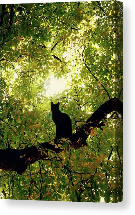 Cat Canvas Print featuring the digital art Cat on a tree by Cambion Art