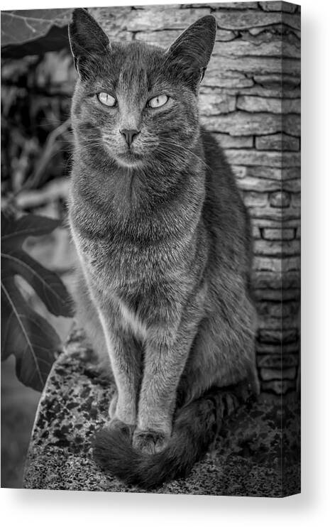 Cat Sitting On Rock Canvas Print featuring the photograph Cat Sitting On Rock by Anita Vincze