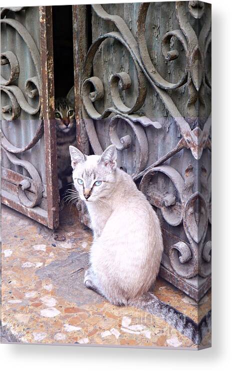 Cats Canvas Print featuring the photograph Cats by Thomas Schroeder