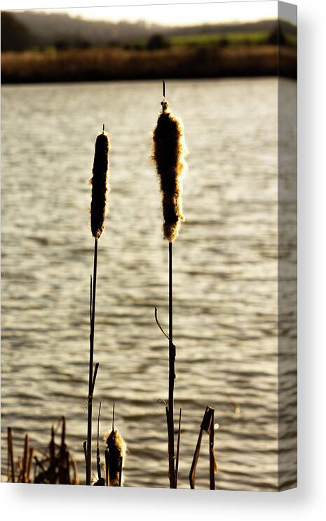 Agriculture Canvas Print featuring the photograph Cattails in the sun by Scott Lyons