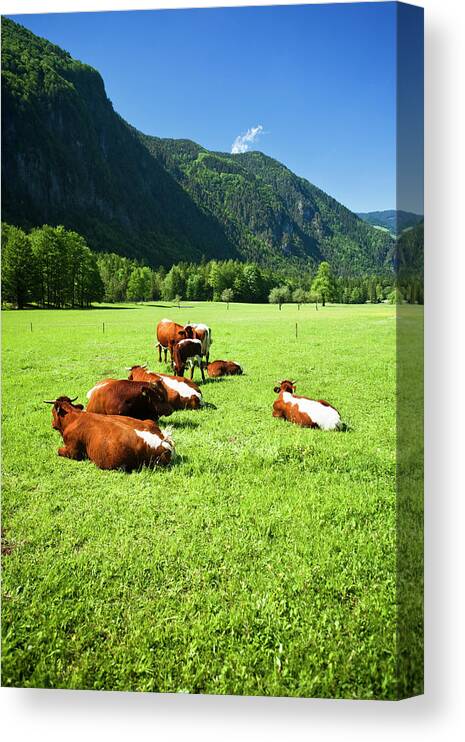 Scenics Canvas Print featuring the photograph Cattle On Farm Field by Mbbirdy