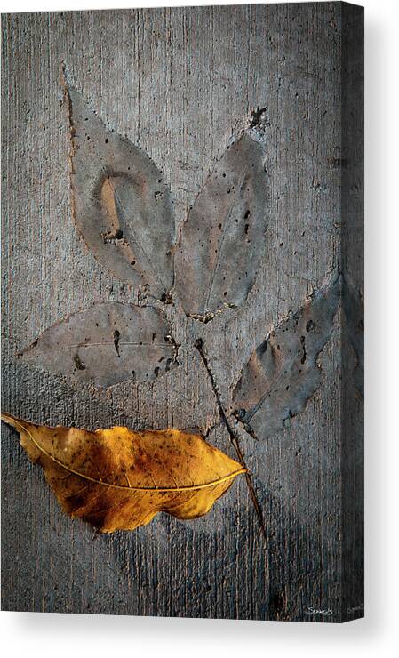 Leaf Impressions On Cement Canvas Print featuring the photograph Cement Autumn 1295 by Gordon Semmens
