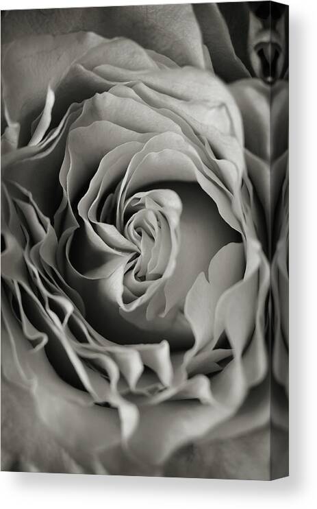Flower Canvas Print featuring the photograph Central by Michelle Wermuth