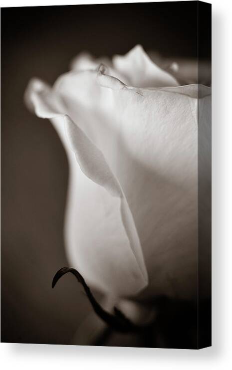 Sepia Canvas Print featuring the photograph Chance by Michelle Wermuth
