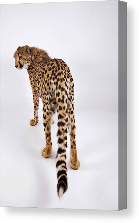 White Background Canvas Print featuring the photograph Cheetah Acinonyx Jubatus Against White by Martin Harvey