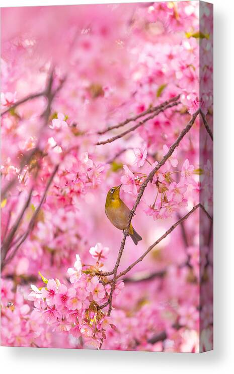 Cherry Blossoms?japan?season?color?bird?tokyo?flower?pink?spring Canvas Print featuring the photograph Cherry Blossoms And Bird by Liang Chen