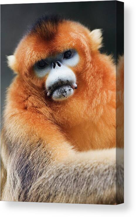 Animal Themes Canvas Print featuring the photograph China, Shaanxi Province, Golden Monkey by Jeremy Woodhouse