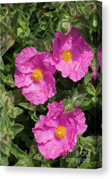 Cistus X Pulverulentus Sunset Canvas Print featuring the photograph Cistus X Pulverulentus 'sunset' by Dr Keith Wheeler/science Photo Library