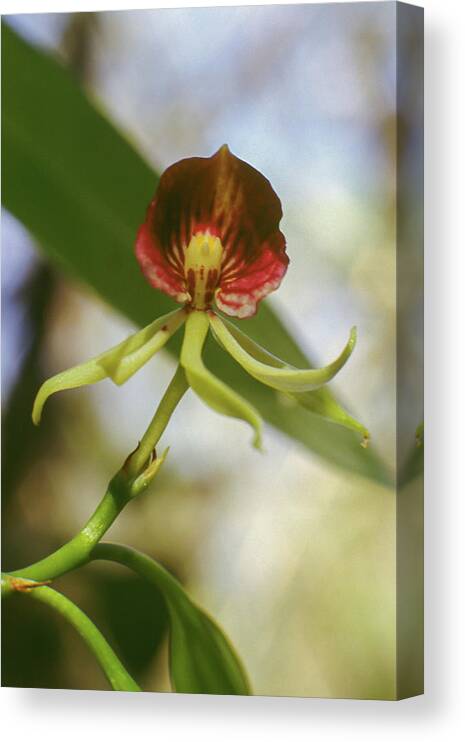 Orchid Canvas Print featuring the photograph Clamshell Orchid by Paul Rebmann