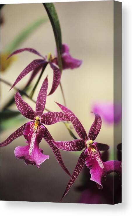 Purple Canvas Print featuring the photograph Close-up Of A Branch Of Pink Spotted by Design Pics/allan Seiden