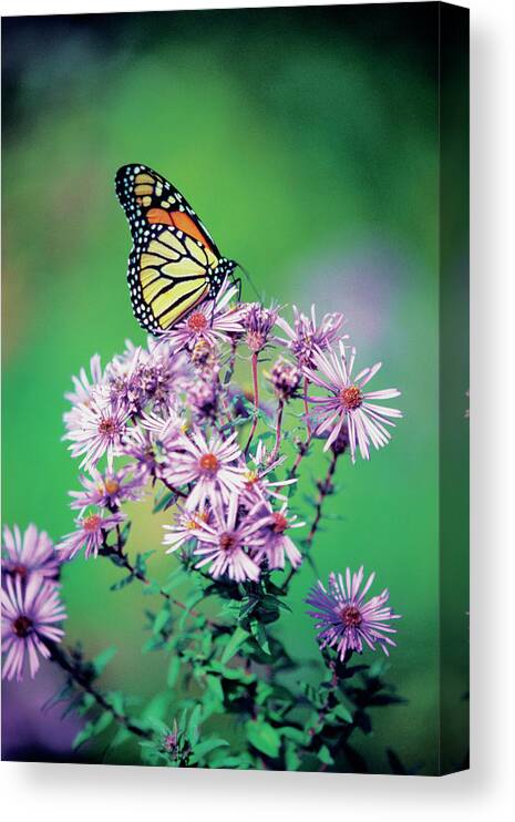 Scenics Canvas Print featuring the photograph Close-up Of A Monarch Butterfly Danaus by Medioimages/photodisc
