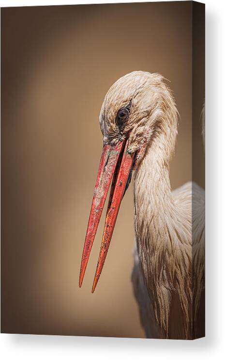 Whitestork Canvas Print featuring the photograph Close-up Of A White Stork by Magnus Renmyr