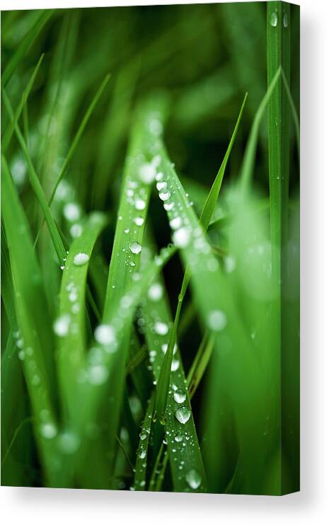 Art print POSTER CANVAS Raindrops Hanging from Blade of Grass