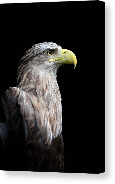 Animals Canvas Print featuring the photograph Close Up White-tailed Eagle Portrait by Volodymyr Burdiak