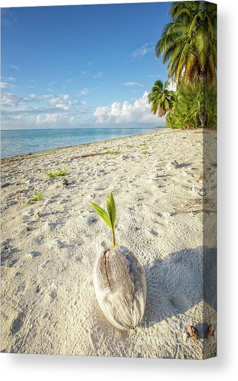 Coconut Canvas Print featuring the photograph Coconut Sprout by Becqi Sherman