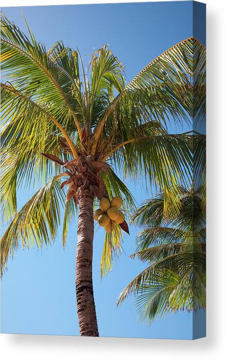 Tranquility Canvas Print featuring the photograph Coconut Tree by Holger Leue
