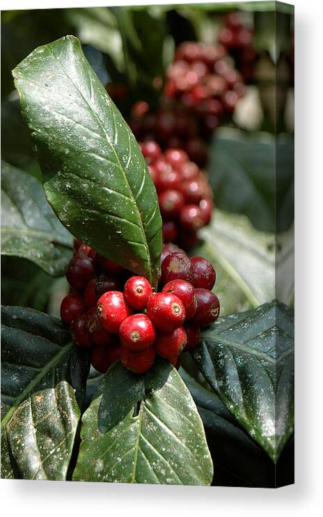 Hanging Canvas Print featuring the photograph Coffee Growing On A Coffee Plant by Photograph © Ulrike Henkys
