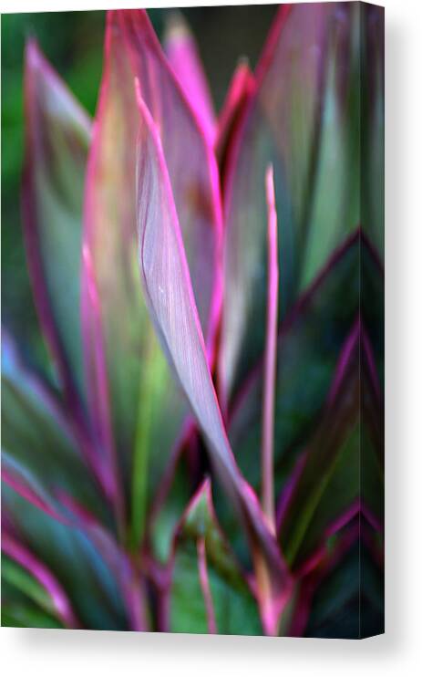 Purple Canvas Print featuring the photograph Colorful Tropical Plant Leaves by Driendl Group