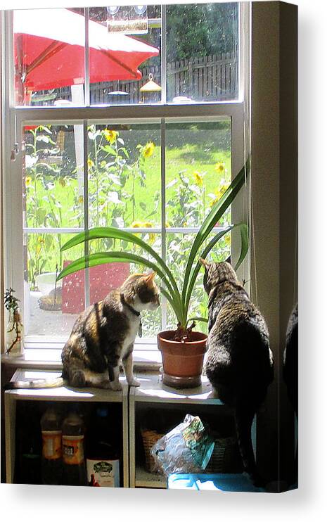 Cats At The Window Canvas Print featuring the photograph Contempt Prior to Investigation by David Zimmerman