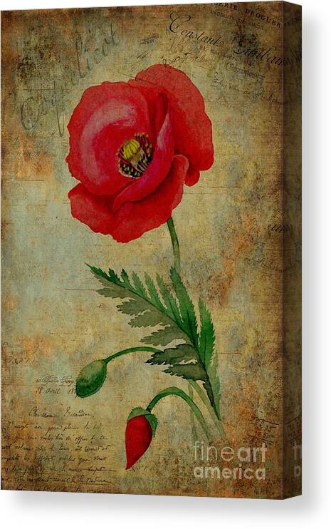 Flower Canvas Print featuring the painting Coquelicot by John Edwards