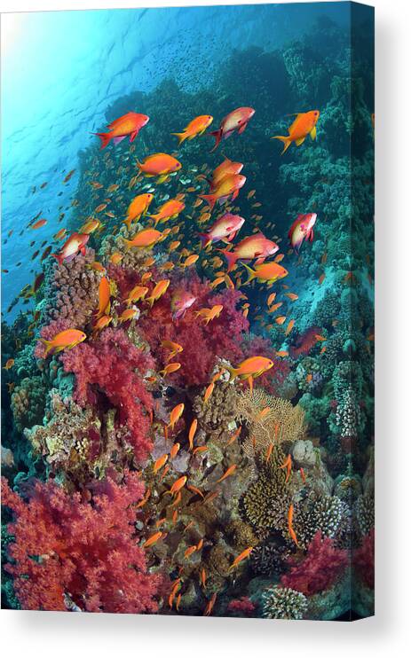 Tranquility Canvas Print featuring the photograph Coral Reef With Goldies by Georgette Douwma